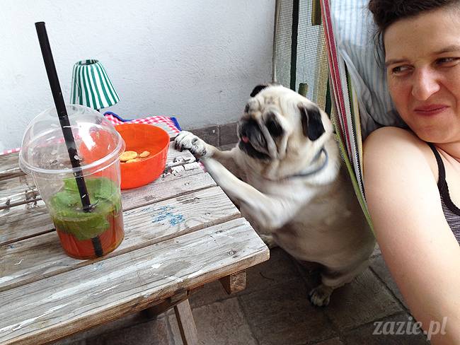 mopsikowe_lato_na_ochocie_kumok_miszur