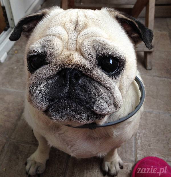 mopsikowe_lato_na_ochocie_kumok_miszur