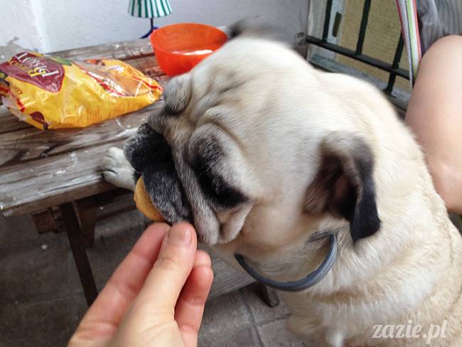 mopsikowe_lato_na_ochocie_kumok_miszur