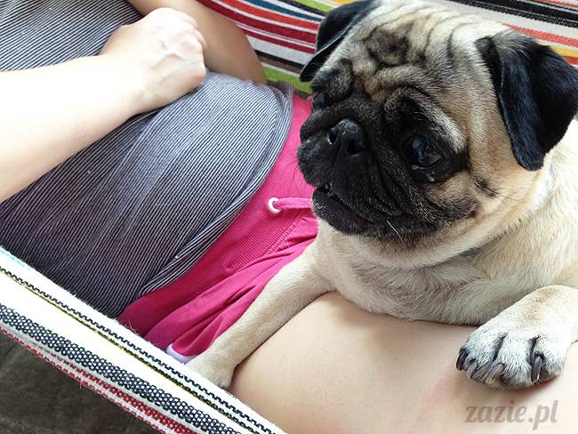 mopsikowe_lato_na_ochocie_kumok_miszur