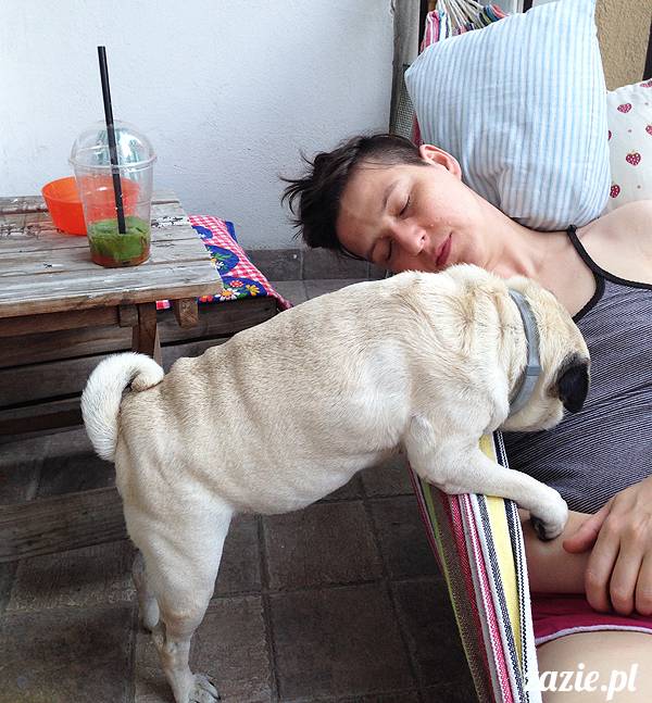 mopsikowe_lato_na_ochocie_kumok_miszur