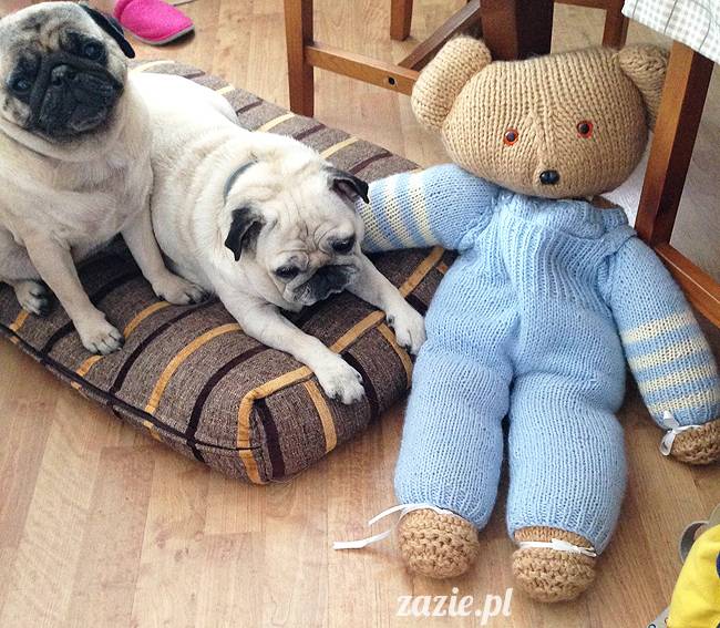 mopsikowe_lato_na_ochocie_kumok_miszur