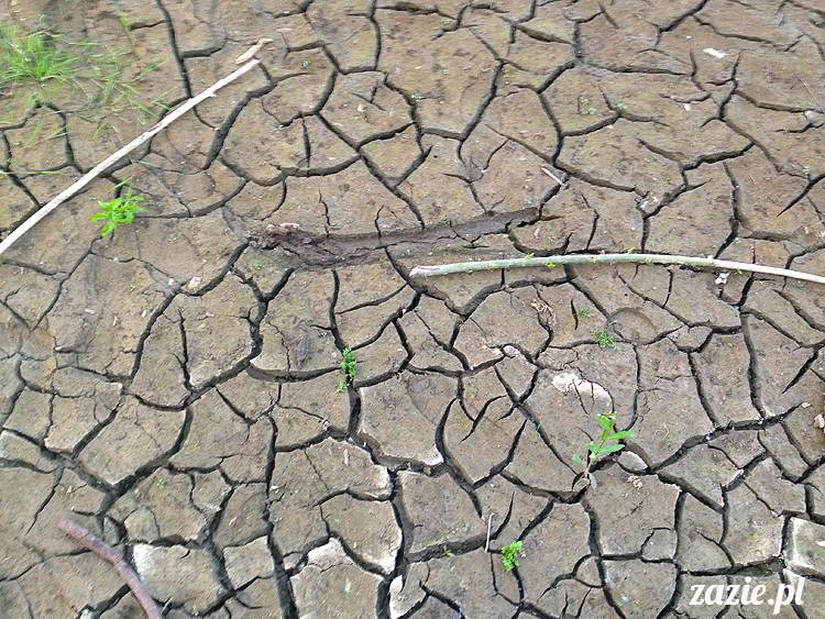 nadwiślańskie ognisko, ognisko nad Wisłą w Warszawie