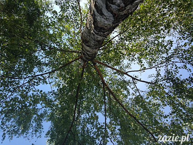 Waplewo, Maróz, obóz kung-fu i tai chi, Zazie Syd Kumok i Miszur