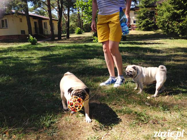 Waplewo, Maróz, obóz kung-fu i tai chi, Zazie Syd Kumok i Miszur