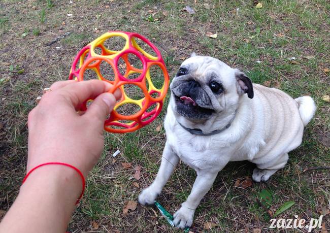 Waplewo, Maróz, obóz kung-fu i tai chi, Zazie Syd Kumok i Miszur