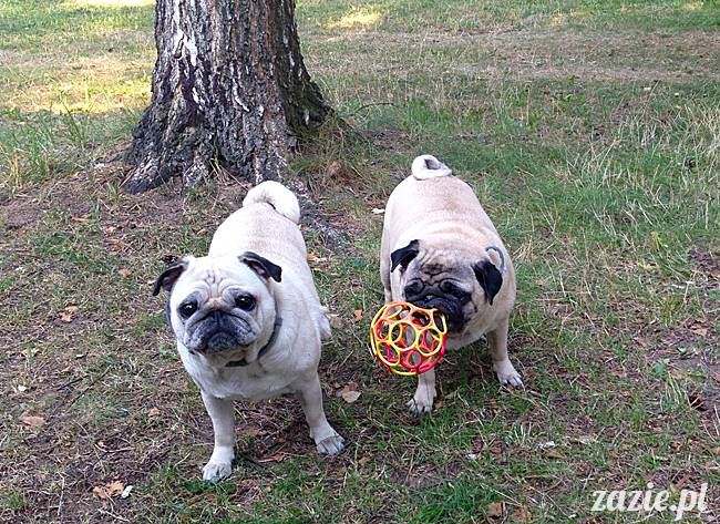 Waplewo, Maróz, obóz kung-fu i tai chi, Zazie Syd Kumok i Miszur