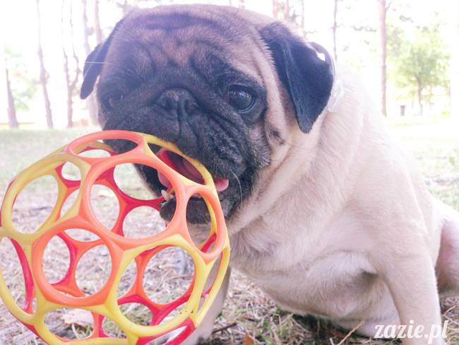Waplewo, Maróz, obóz kung-fu i tai chi, Zazie Syd Kumok i Miszur