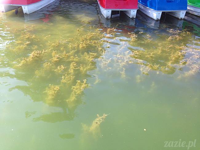 Waplewo, Maróz, obóz kung-fu i tai chi, Zazie Syd Kumok i Miszur