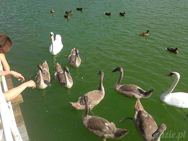 Waplewo, Maróz, obóz kung-fu i tai chi, Zazie Syd Kumok i Miszur