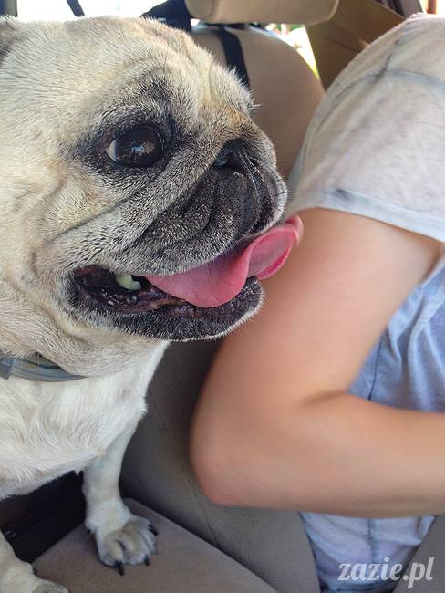 wakacje z mopsami, Wrocław, Zazie Syd Kumok Miszur lipiec 2015