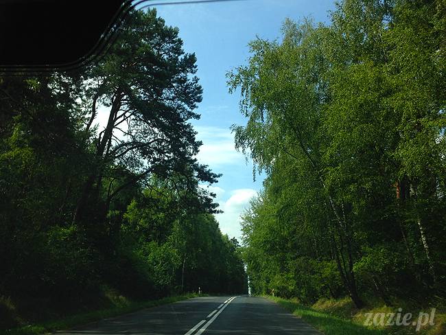 wakacje z mopsami, Wrocław, Zazie Syd Kumok Miszur lipiec 2015