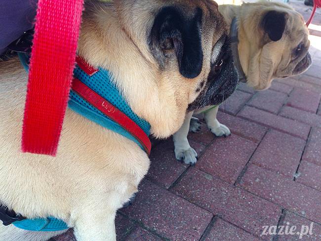 wakacje z mopsami, Wrocław, Zazie Syd Kumok Miszur lipiec 2015