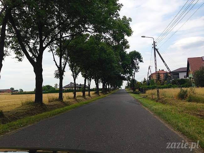 wakacje z mopsami, Wrocław, Zazie Syd Kumok Miszur lipiec 2015