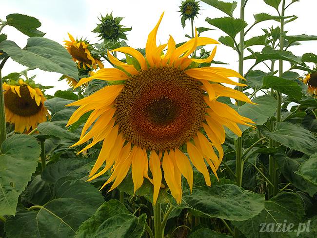 wakacje z mopsami, Wrocław, Zazie Syd Kumok Miszur lipiec 2015