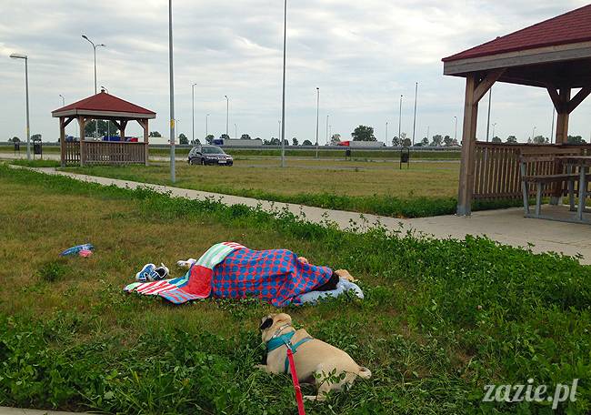 wakacje z mopsami, Wrocław, Zazie Syd Kumok Miszur lipiec 2015