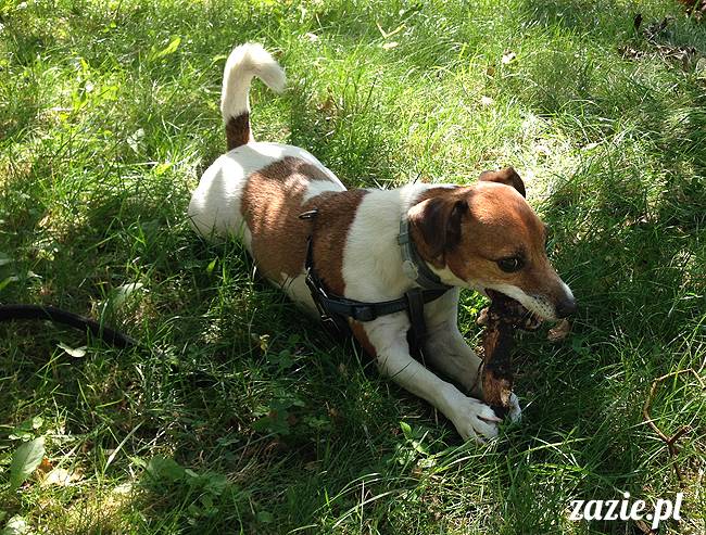 wakacje z mopsami, Wrocław, Zazie Syd Kumok Miszur lipiec 2015