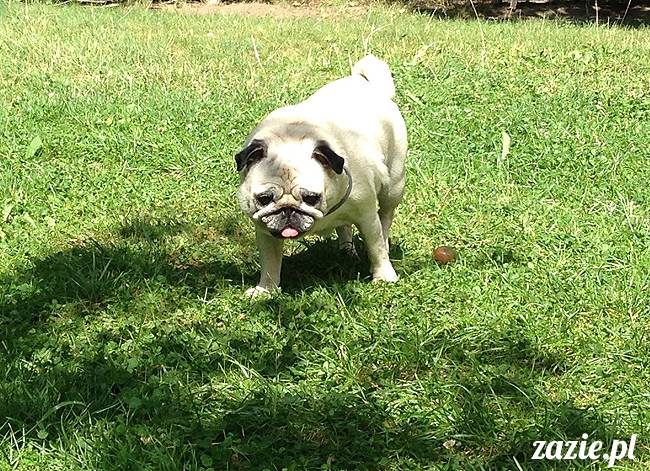 wakacje z mopsami, Wrocław, Zazie Syd Kumok Miszur lipiec 2015