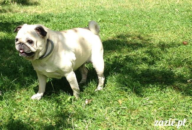 wakacje z mopsami, Wrocław, Zazie Syd Kumok Miszur lipiec 2015