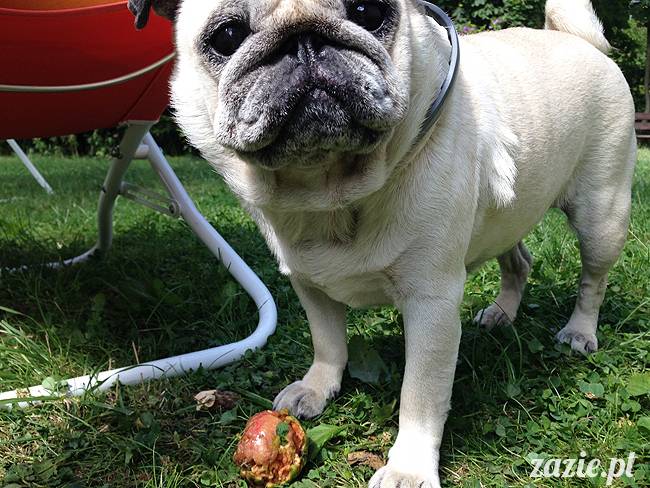 wakacje z mopsami, Wrocław, Zazie Syd Kumok Miszur lipiec 2015