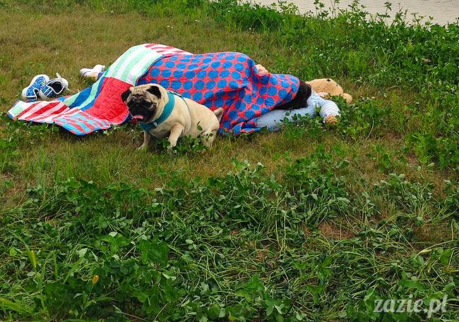 wakacje z mopsami, Wrocław, Zazie Syd Kumok Miszur lipiec 2015