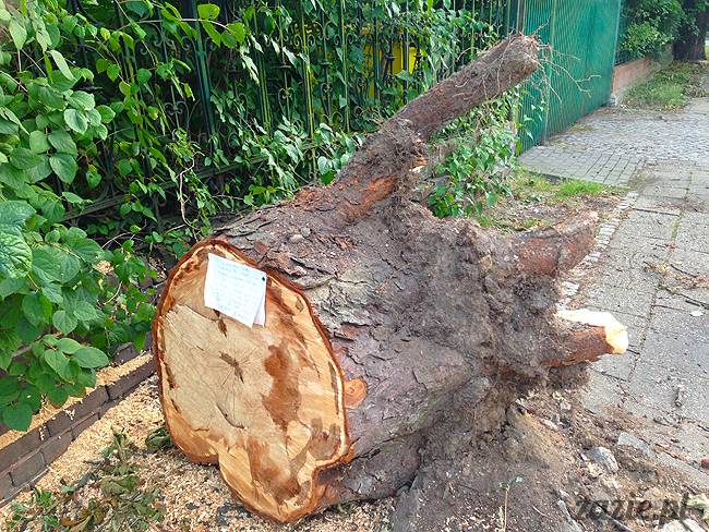 wakacje z mopsami, Wrocław, Zazie Syd Kumok Miszur lipiec 2015