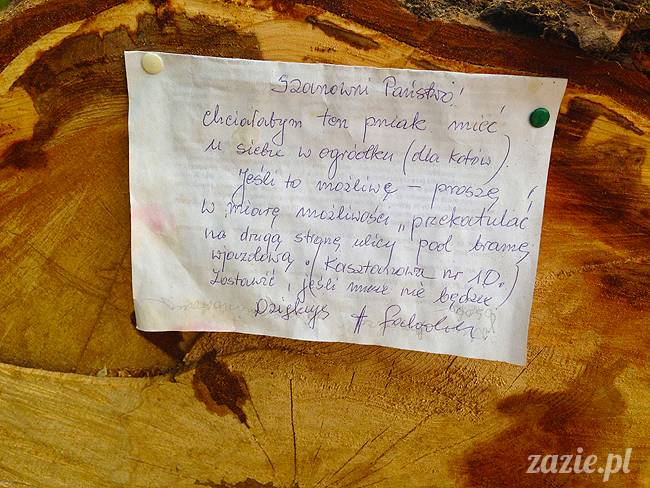 wakacje z mopsami, Wrocław, Zazie Syd Kumok Miszur lipiec 2015