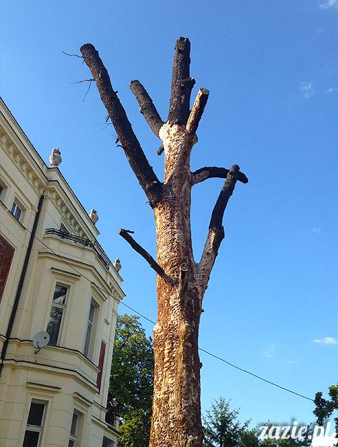 wakacje z mopsami, Wrocław, Zazie Syd Kumok Miszur lipiec 2015