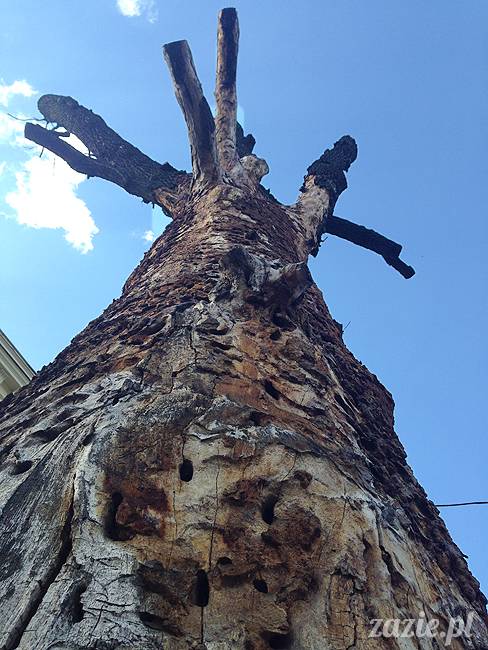 wakacje z mopsami, Wrocław, Zazie Syd Kumok Miszur lipiec 2015