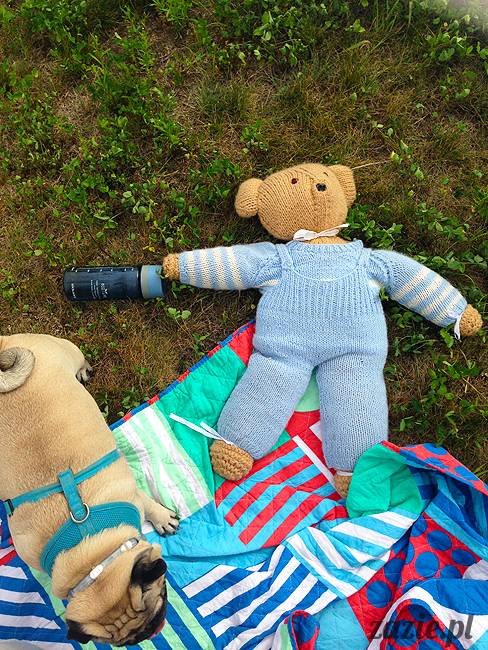 wakacje z mopsami, Wrocław, Zazie Syd Kumok Miszur lipiec 2015