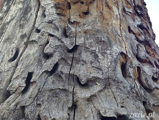 wakacje z mopsami, Wrocław, Zazie Syd Kumok Miszur lipiec 2015