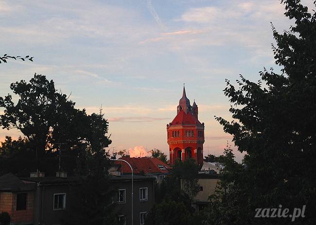 wakacje z mopsami, Wrocław, Zazie Syd Kumok Miszur lipiec 2015