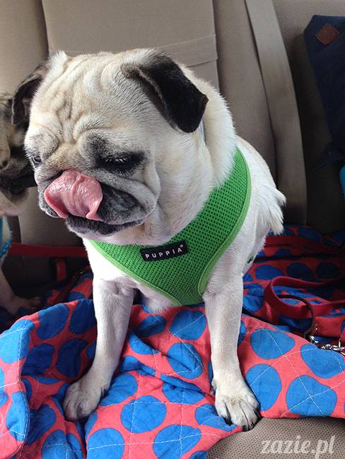 wakacje z mopsami, Wrocław, Zazie Syd Kumok Miszur lipiec 2015