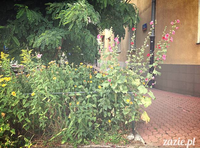 wakacje z mopsami, Wrocław, Zazie Syd Kumok Miszur lipiec 2015