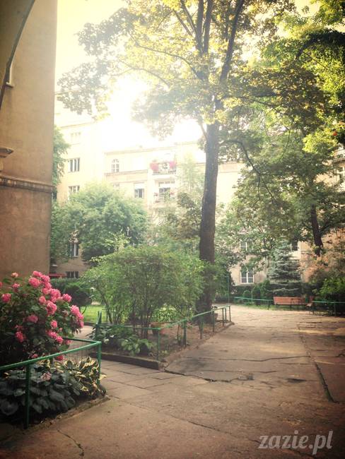 wakacje z mopsami, Wrocław, Zazie Syd Kumok Miszur lipiec 2015