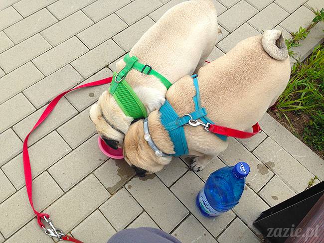 wakacje z mopsami, Wrocław, Zazie Syd Kumok Miszur lipiec 2015