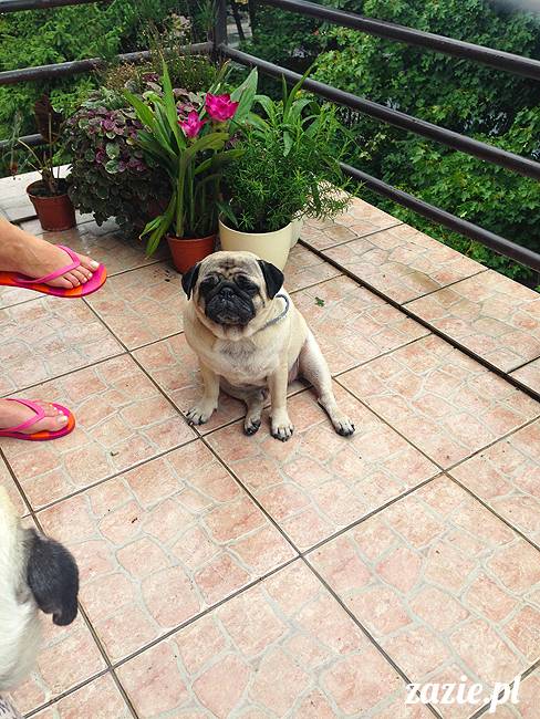 wakacje z mopsami, Wrocław, Zazie Syd Kumok Miszur lipiec 2015