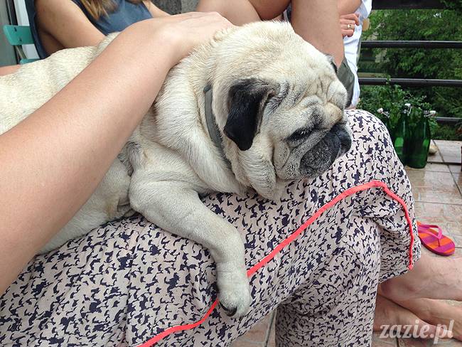 wakacje z mopsami, Wrocław, Zazie Syd Kumok Miszur lipiec 2015