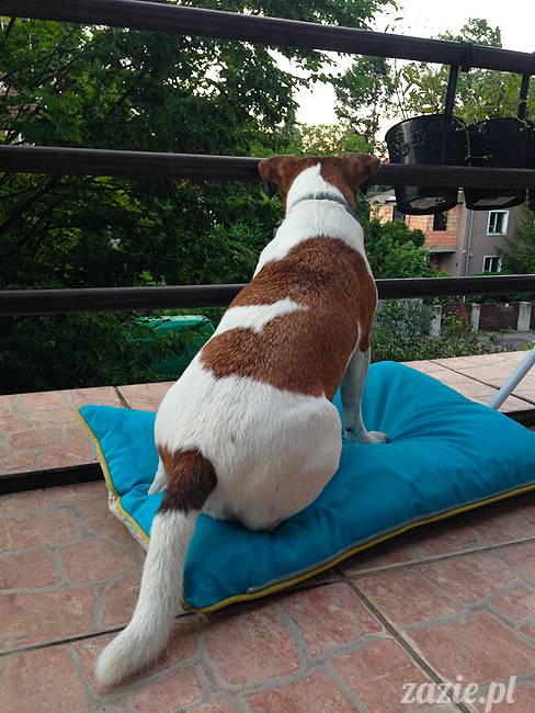 wakacje z mopsami, Wrocław, Zazie Syd Kumok Miszur lipiec 2015