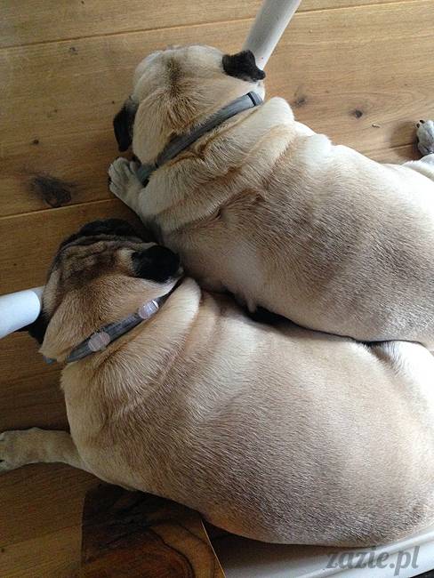 wakacje z mopsami, Wrocław, Zazie Syd Kumok Miszur lipiec 2015