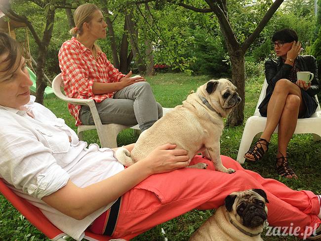 wakacje z mopsami, Wrocław, Zazie Syd Kumok Miszur lipiec 2015