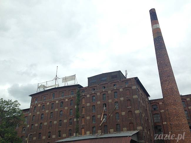 wakacje z mopsami, Wrocław, Zazie Syd Kumok Miszur lipiec 2015