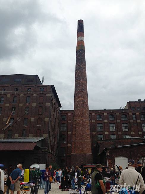 wakacje z mopsami, Wrocław, Zazie Syd Kumok Miszur lipiec 2015