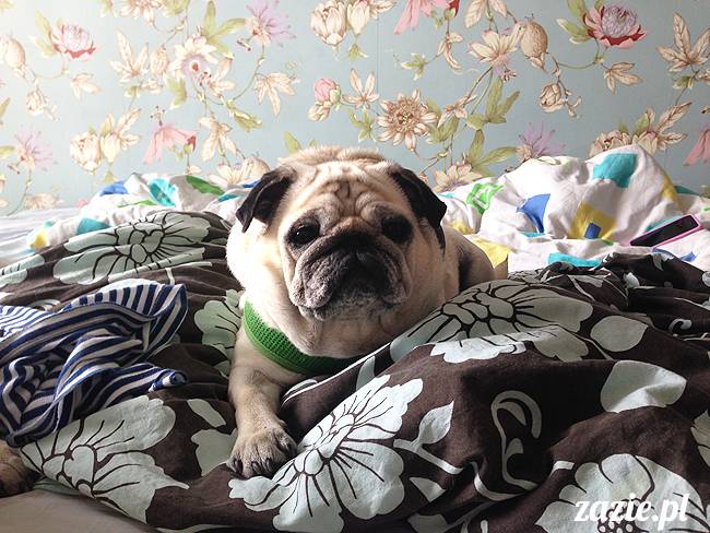 wakacje z mopsami, Wrocław, Zazie Syd Kumok Miszur lipiec 2015