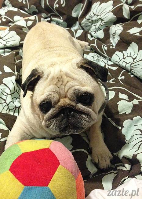 wakacje z mopsami, Wrocław, Zazie Syd Kumok Miszur lipiec 2015