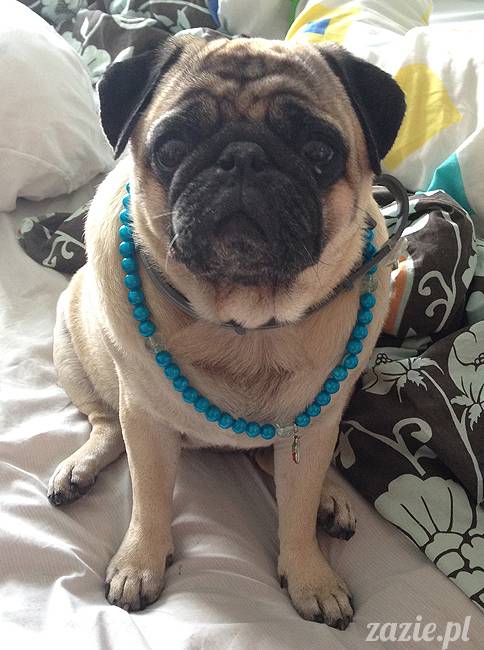 wakacje z mopsami, Wrocław, Zazie Syd Kumok Miszur lipiec 2015