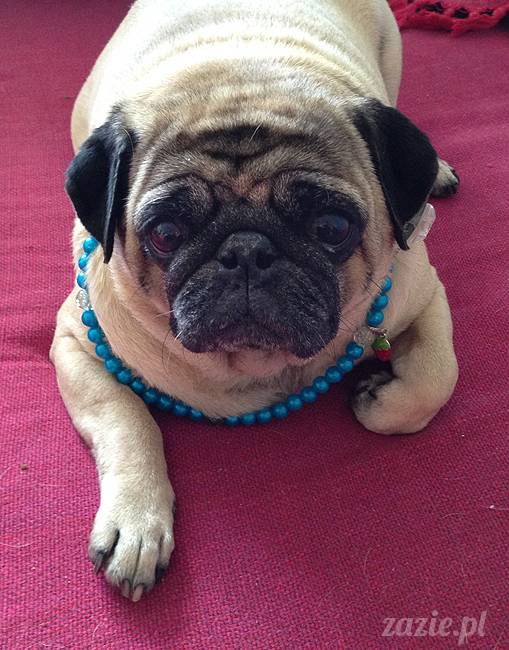 wakacje z mopsami, Wrocław, Zazie Syd Kumok Miszur lipiec 2015