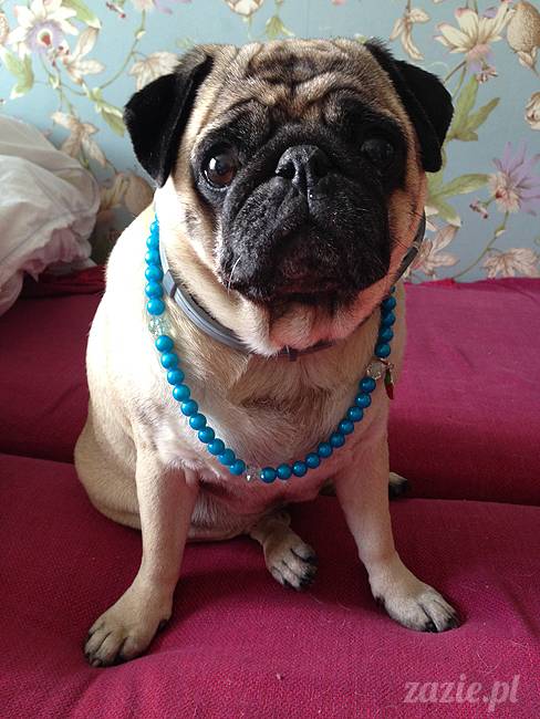 wakacje z mopsami, Wrocław, Zazie Syd Kumok Miszur lipiec 2015