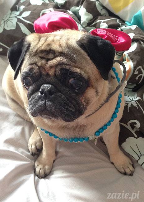 wakacje z mopsami, Wrocław, Zazie Syd Kumok Miszur lipiec 2015