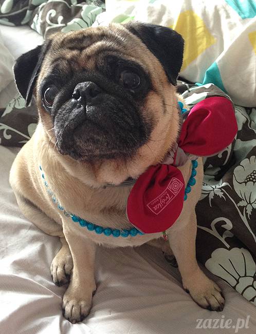 wakacje z mopsami, Wrocław, Zazie Syd Kumok Miszur lipiec 2015